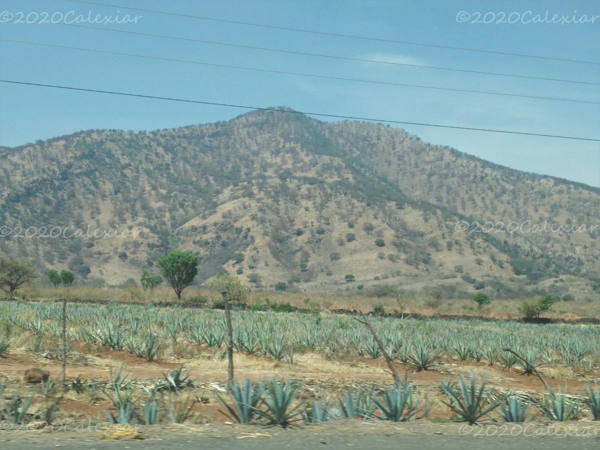 Guadalajara - México - Campo de Agave