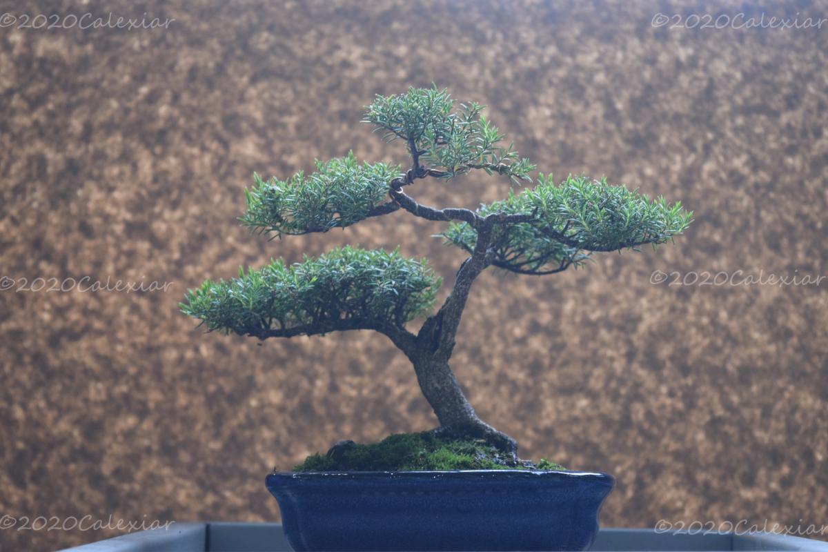 Bonsai