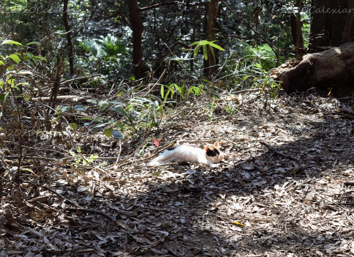 Gatuno en bosque