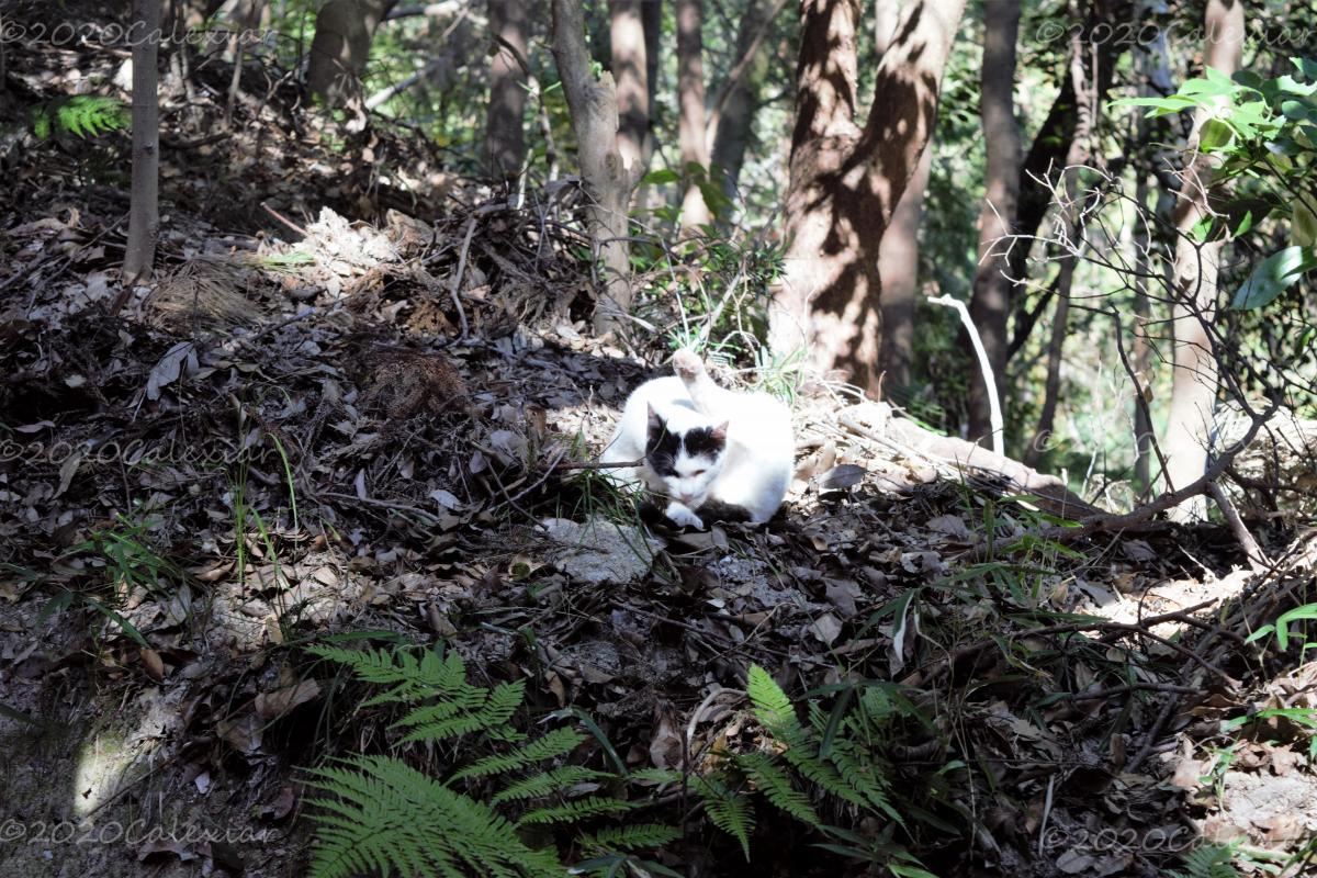 Gato en bosque