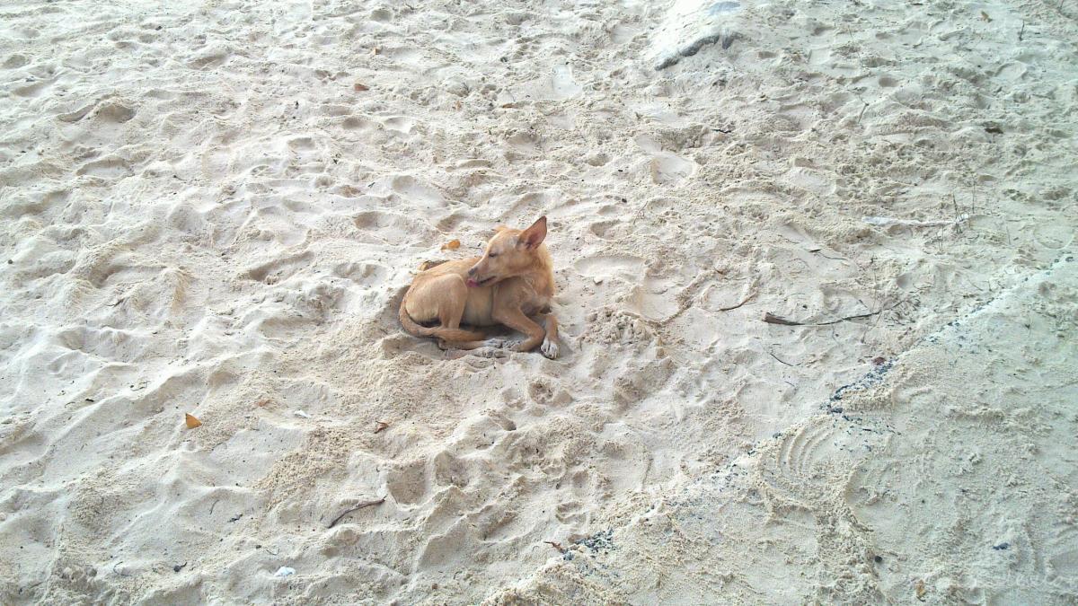 Perruno en playa